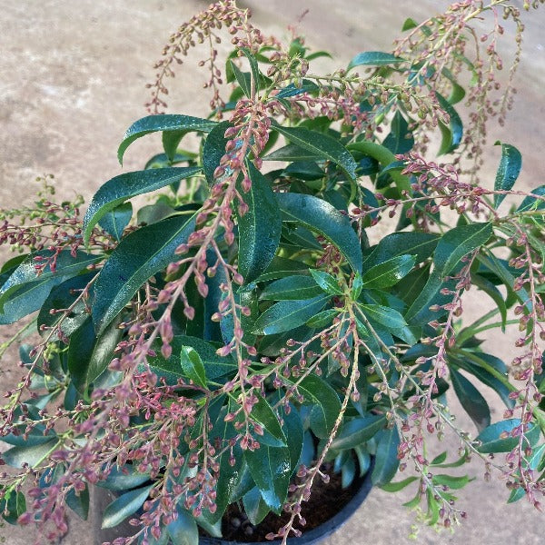 Pieris 'Formosa Forestii', evergreen shrub featuring leathery dark-green foliage and cascades of bell-shaped, white flowers.