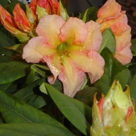 Rhododendron | Fred Hamilton