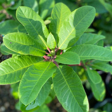 Load image into Gallery viewer, Rhododendron Furnival&#39;s Daughter green foliage
