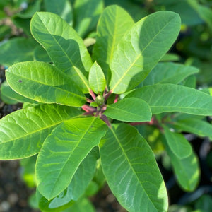 Rhododendron Furnival's Daughter green foliage