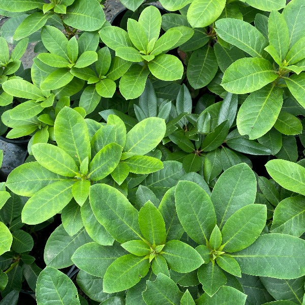 Rhododendron Furnival's Daughter green foliage