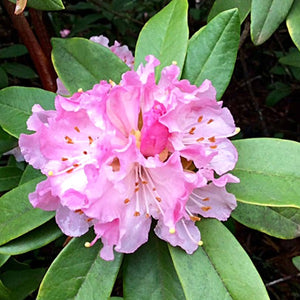 Rhododendron | Christmas Cheer