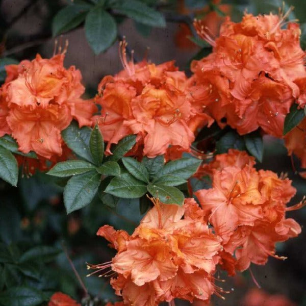 Mollis Azalea 'Gibraltar', deciduous shrub featuring dark green foliage and ball-shaped clusters of bright orange flowers.of