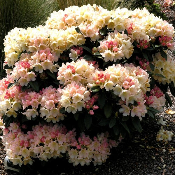 Rhododendron 'Golden Torch', evergreen shrub with dark-green foliage and trusses of small, bell-shaped pink blooms fading to soft-yellow.