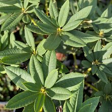 Load image into Gallery viewer, Rhododendron &#39;Grace Seabrook&#39; green foliage
