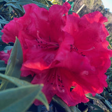 Load image into Gallery viewer, Rhododendron | Grace Seabrook
