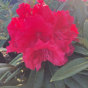 Rhododendron | Grace Seabrook