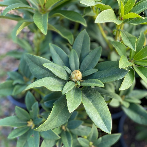 Rhododendron 'Grace', pointy green foliage and new flower buds