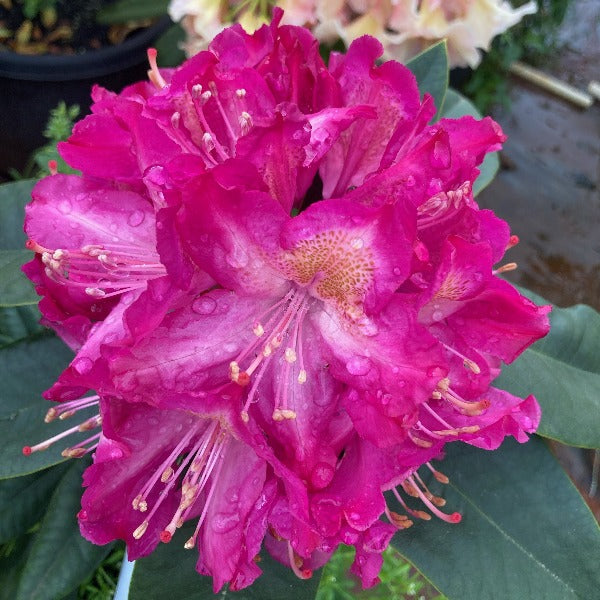 Rhododendron 'Graf  Zeppelin', bright pink flowers with ruffled edges.