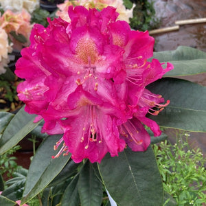 Rhododendron 'Graf Zeppelin', bright pink flowers with ruffled edges.