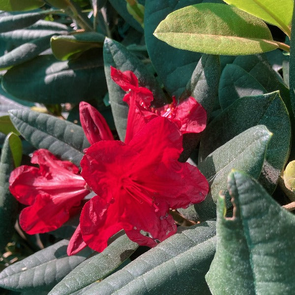 Rhododendron 'Grenadier', evergreen shrub with dark-green foliage and trusses of small vivid-red blooms with black speckles.