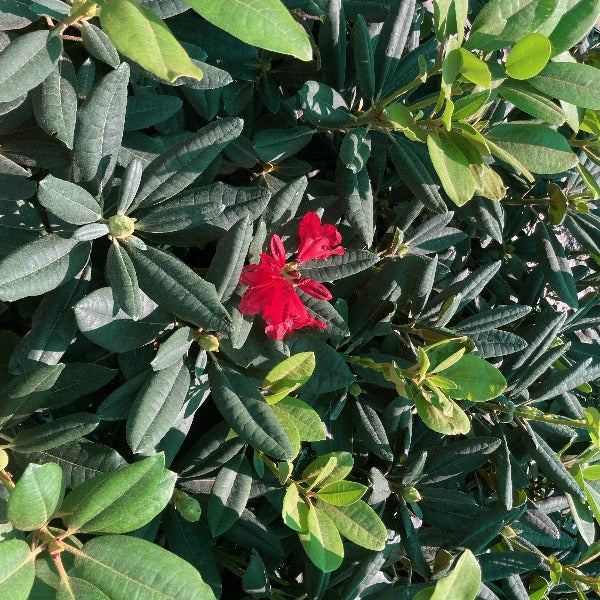 Rhododendron 'Grenadier', evergreen shrub with dark-green foliage and trusses of small vivid-red blooms with black speckles.