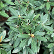 Load image into Gallery viewer, Rhododendron Grumpy green foliage
