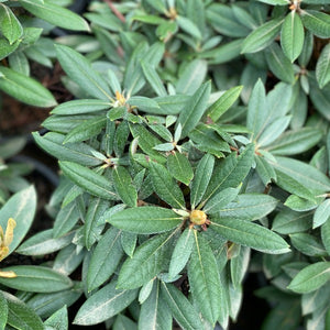 Rhododendron Grumpy green foliage