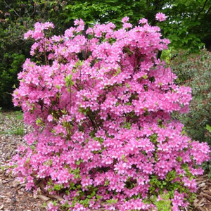 Azalea "Hinomayo", evergreen shrub with candy-pink flowers.
