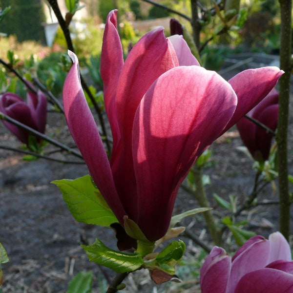 Magnolia | Holland Red – Arbode Garden + Home