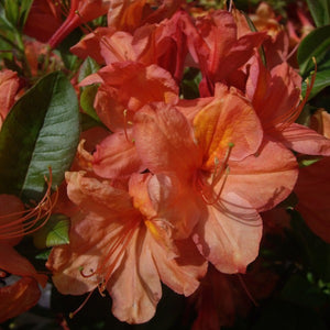 Mollis Azalea 'Hotspike', deciduous shrub featuring dark-green foliage and clusters of brilliant-orange flowers with a golden flare.