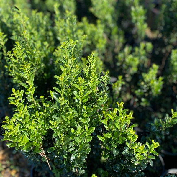 Ilex Crenata | Fastigiata