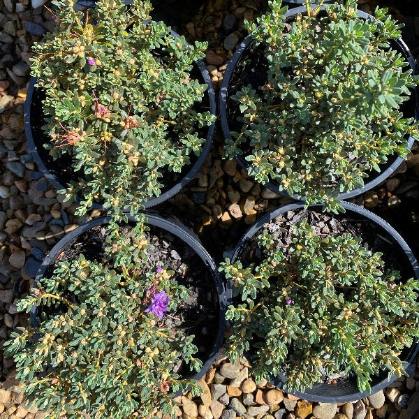 Rhododendron Impeditum, small green foliage