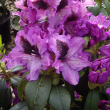 Load image into Gallery viewer, Rhododendron &#39;Imperial&#39;, evergreen shrub with dark-green foliage and trusses of deep-mauve, frilly edged blooms, with a black blotch.
