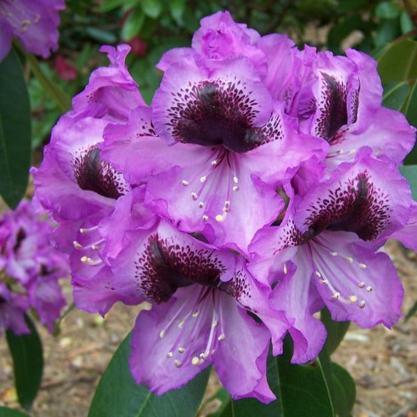 Rhododendron 'Imperial', evergreen shrub with dark-green foliage and trusses of deep-mauve, frilly edged blooms, with a black blotch.