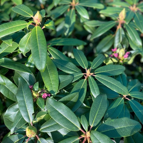 Rhododendron 'Imperial' in bud with green foliage