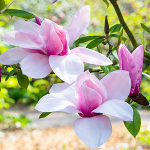 Magnolia 'Star Wars', deciduous tree featuring a profusion of massive, fragrant, bright rosy-pink flowers, flushed dark-pink at the base.