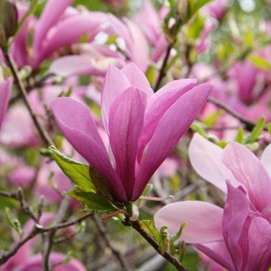 Magnolia 'Jane', deciduous tree with huge fragrant blooms, purple-pink with a hint of red on the outer petals, white inside.