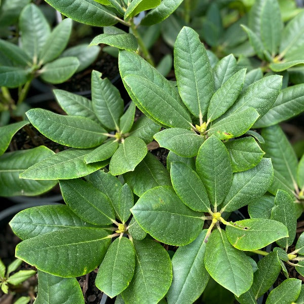 Rhododendron Janet Blair green foliage