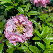 Load image into Gallery viewer, Rhododendron Jeanette Clark. Soft lilac pink flowers against bright green foliage.
