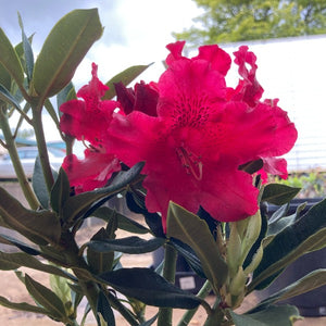 Rhododendron 'Jean Marie De Montague', evergreen shrub with emerald-green foliage and trusses of bright-scarlet, slightly frilly flowers.