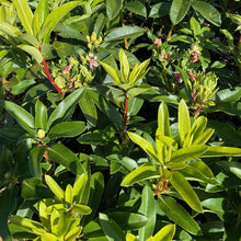 Load image into Gallery viewer, Rhododendron Jeanette Clark green foliage with buds
