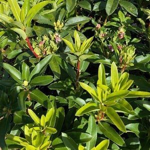 Rhododendron Jeanette Clark green foliage with buds