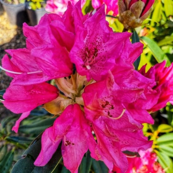 Rhododendron John Waterer. Large trusses of magenta-lilac blooms set against pointy dull-green foliage.