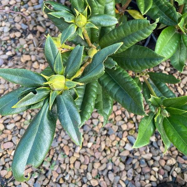 Rhododendron 'John Waterer" green foliage