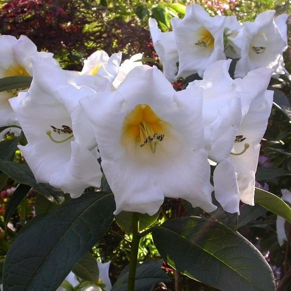 Rhododendron 'Kallista' large campanulate white flowers against dark green foliage