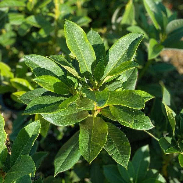 Rhododendron 'Kallista' pointy green foliage