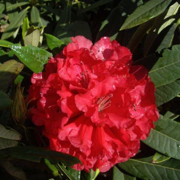 Rhododendron 'Kaponga', evergreen shrub with dark-green, pointy foliage and trusses of bell-shaped, brilliant red blooms.