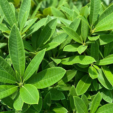 Load image into Gallery viewer, Rhododendron Kaponga green foliage
