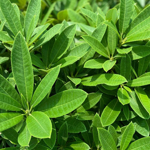 Rhododendron Kaponga green foliage