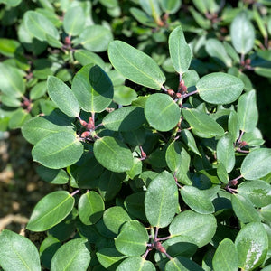 Rhododendron Kimberly green foliage