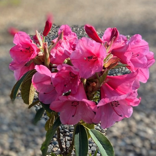 Rhododendron | Kimberly