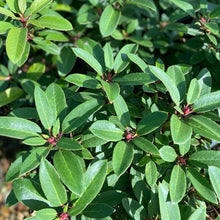 Load image into Gallery viewer, Rhododendron Kimbeth green foliage
