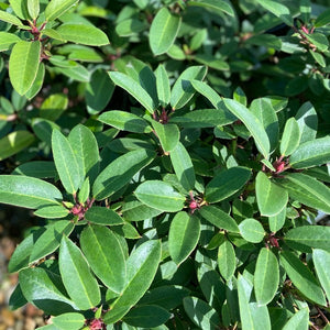 Rhododendron Kimbeth green foliage