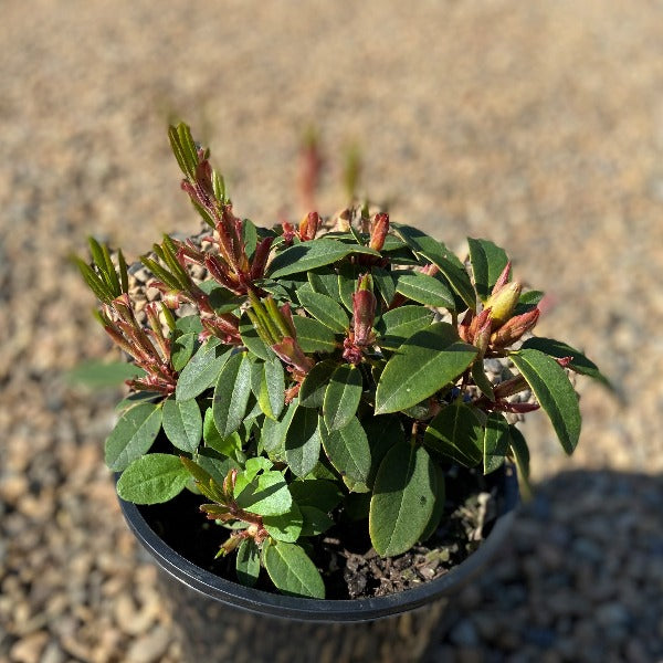 Rhododendron Kimbeth with buds in 200mm pot 