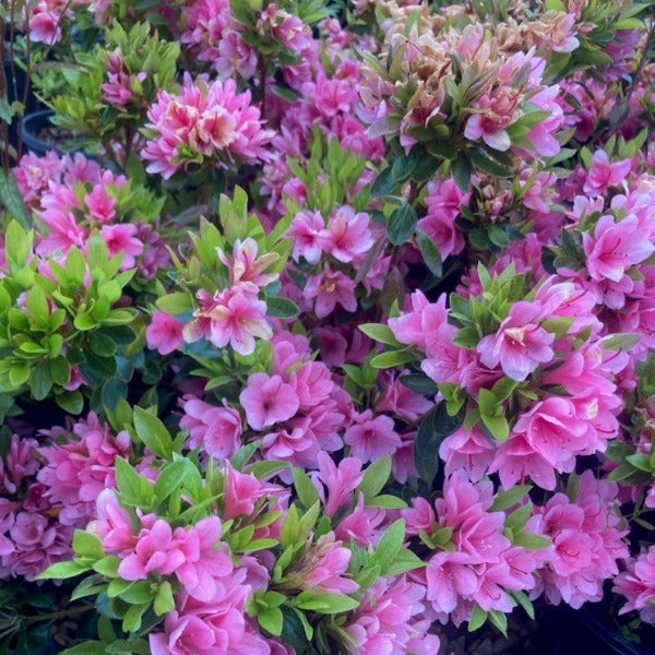 Azalea 'Kirin', evergreen shrub with dusty-pink flowers.