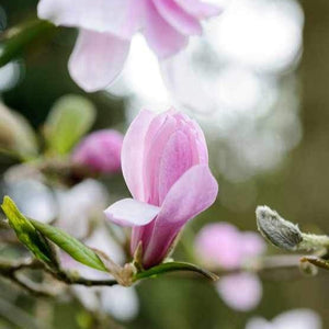 Magnolia | Leonard Messel