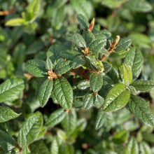 Load image into Gallery viewer, Rhododendron &#39;Lady Alice Fitzwilliam&#39; green foliage with buds
