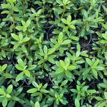 Load image into Gallery viewer, Rhododendron Lemon Mist green foliage
