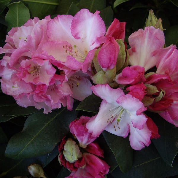 Rhododendron | Lem's Monarch